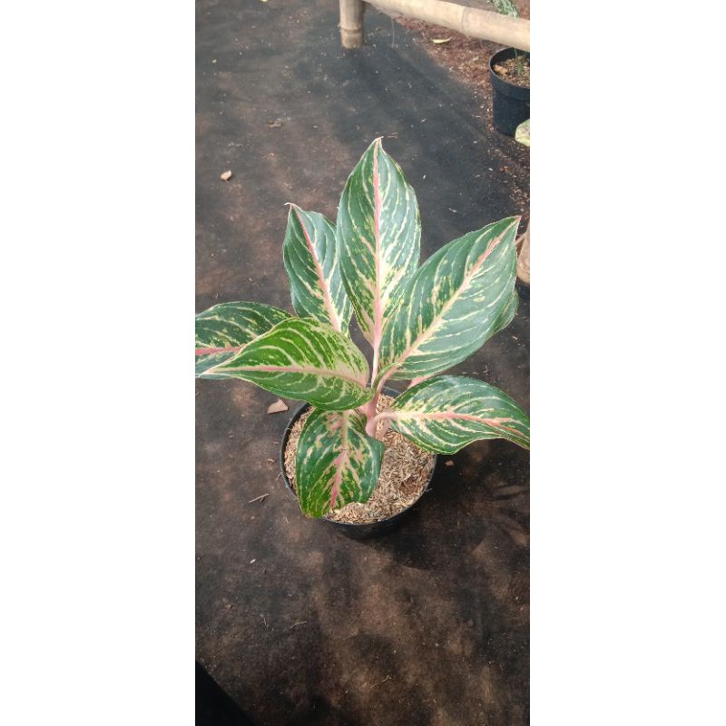 tanaman hias aglonema butterfly / aglonema butterfly