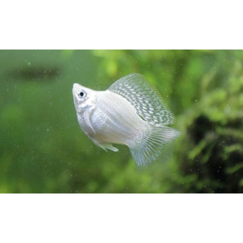 Ikan Hias Molly Platinum Balon