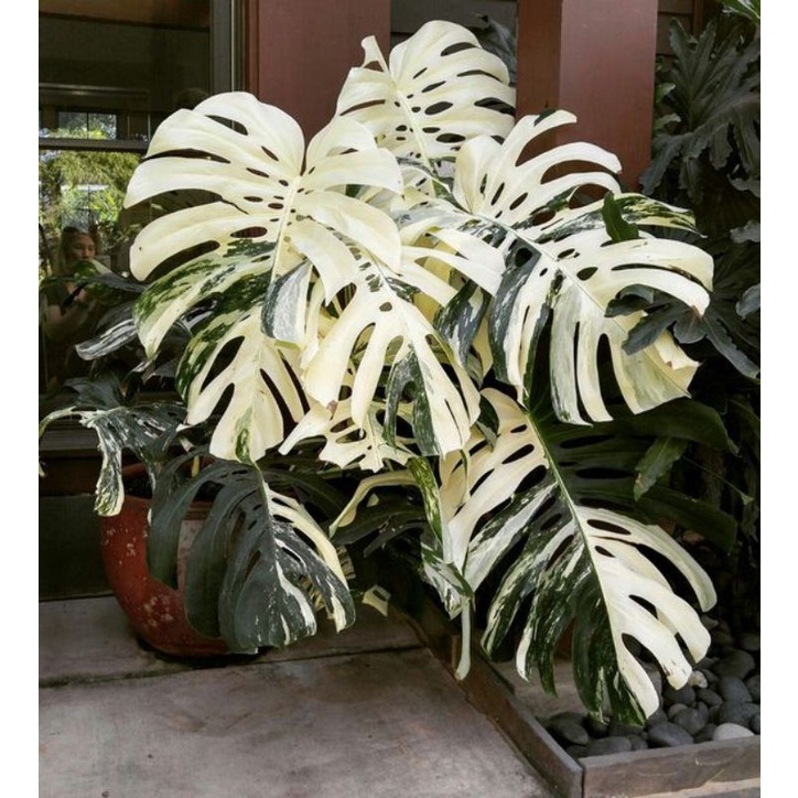 Monstera Deliciosa King Variegata