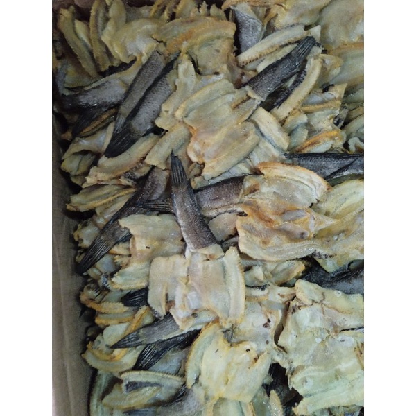

Ikan Gabus Kecil