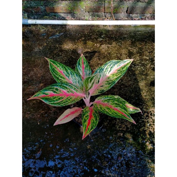 aglonema golden sweet anakan baby alam indah flora