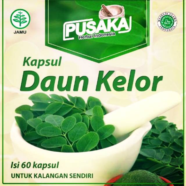 

DAUN KELOR