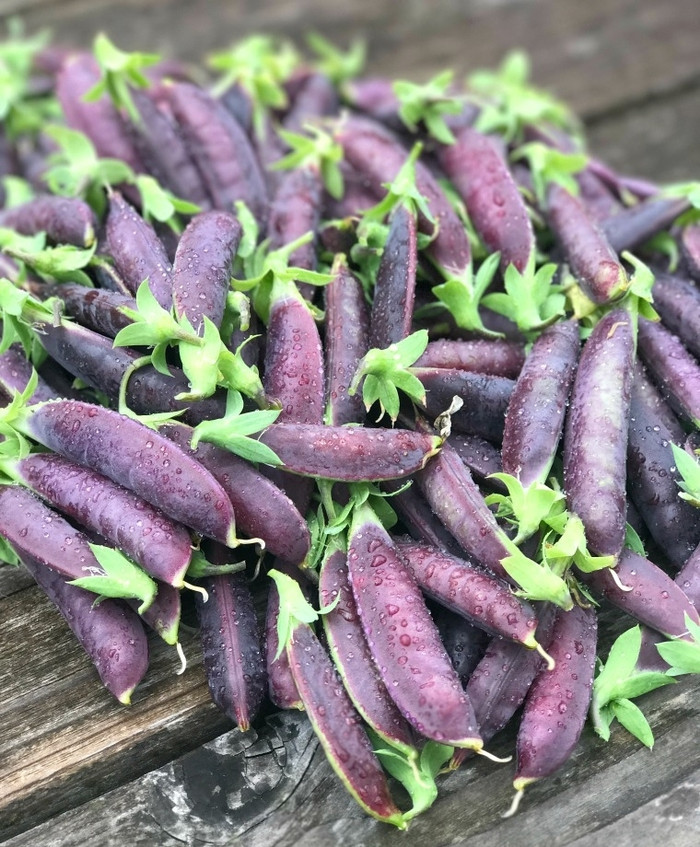 Haira Seed Bibit-Biji Kacang Kapri/Polong Sugar Snap 2