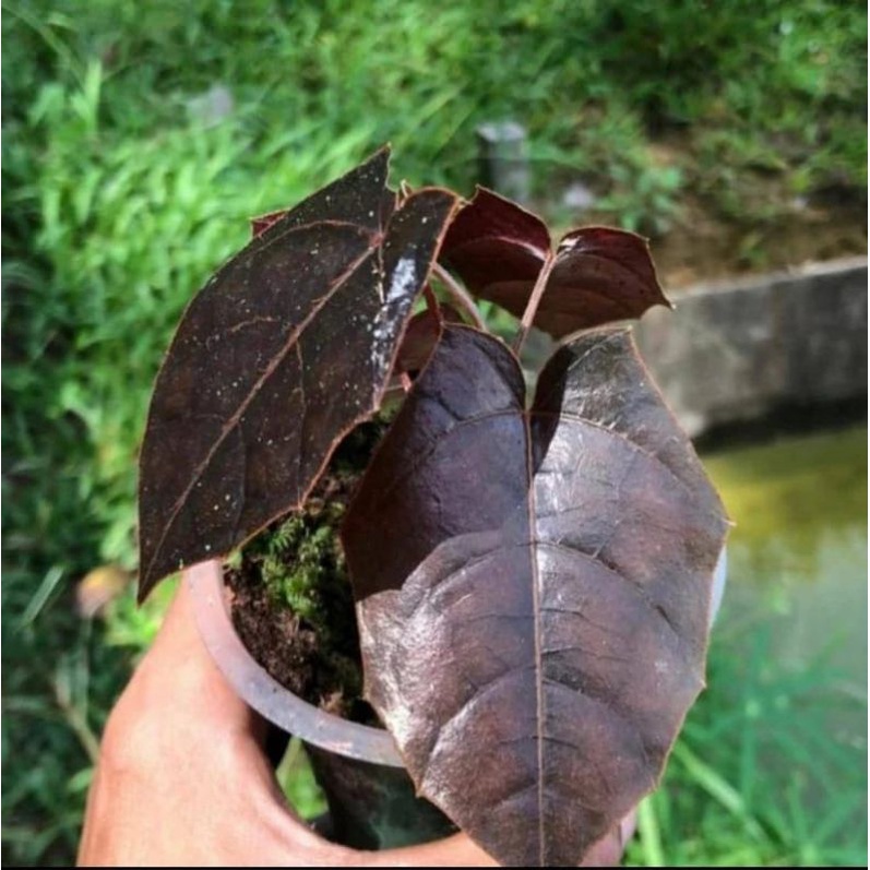 piper Batman dan bonus