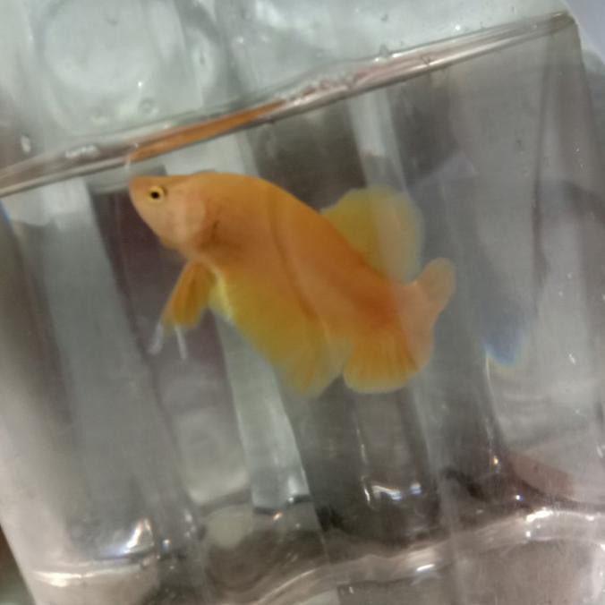 CUCI GUDANG Cupang yellow banana