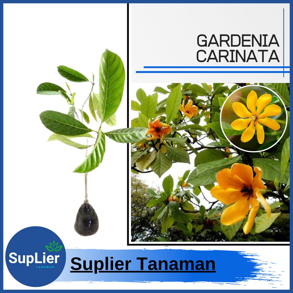 Tanaman Hias Gardenia Carinata