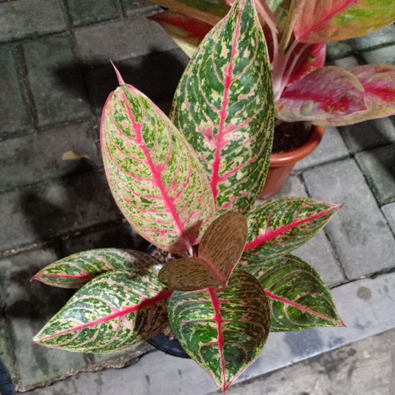 aglaonema Diana size dewasa