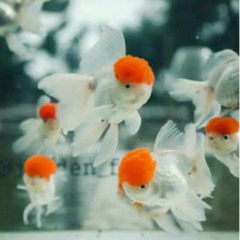 ORANDA