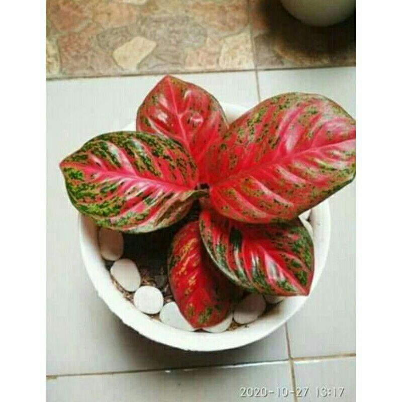 Tanaman Hias Aglonema Wulandari Indukan-Indukan Wulandari-Wulandari-Wulandari Induk-PROMO wulandari