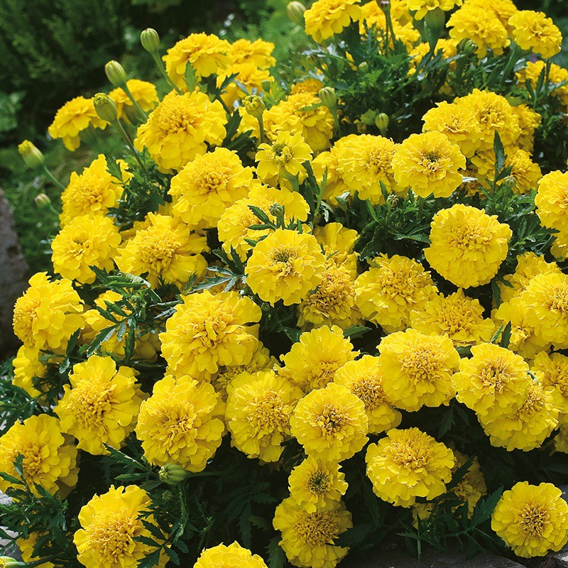 Benih BIbit Biji - Bunga Marigold (French) Yellow Jacket Flower Seeds - IMPORT