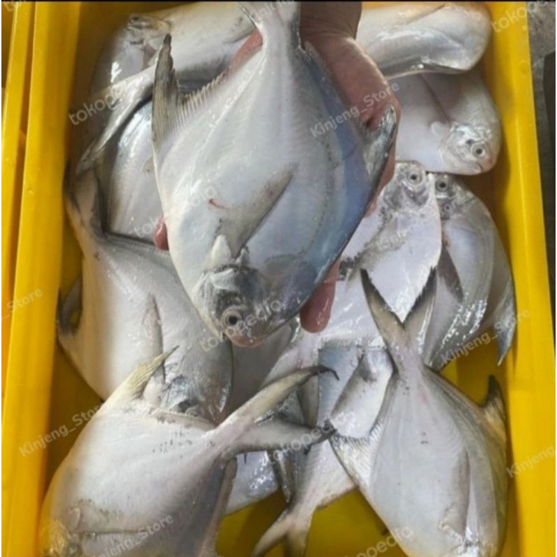 

Ikan Bawal putih segar - 500gr