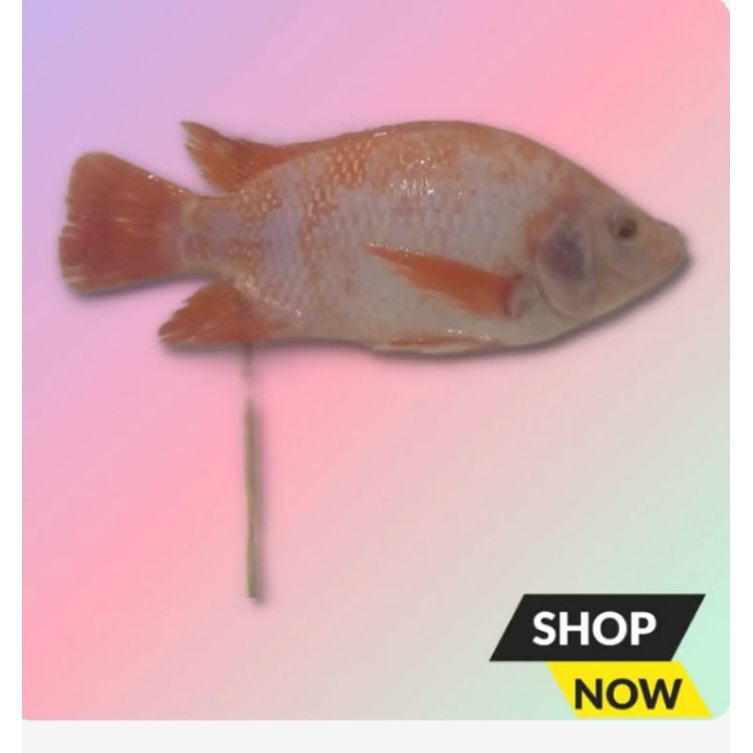 

ikan nila segar 1 kg isi 4_5 ekor