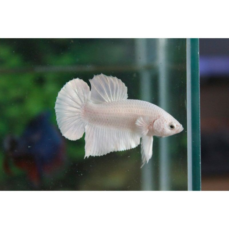 Ikan Cupang Platinum betina