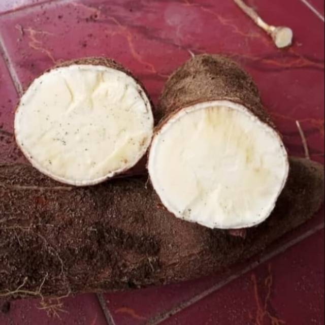 Tanaman Singkong / Bibit pohon singkong mentega