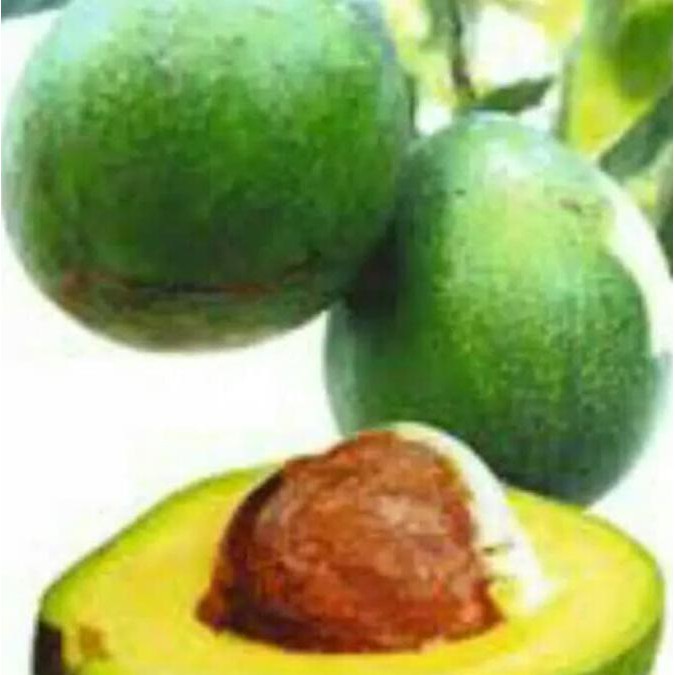 STOK READY BIBIT POHON ALPUKAT MIKI ORIGINAL