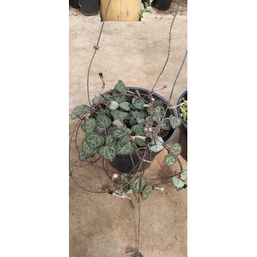tanaman hias string of heart super rimbun di pot 12