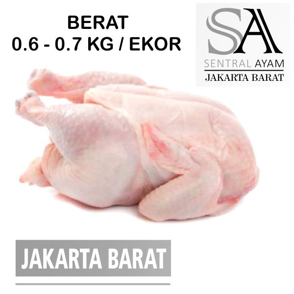 

Ayam Karkas Broiler Ayam Potong Utuh Negeri 0.6 kg 6 ons Fresh Frozen