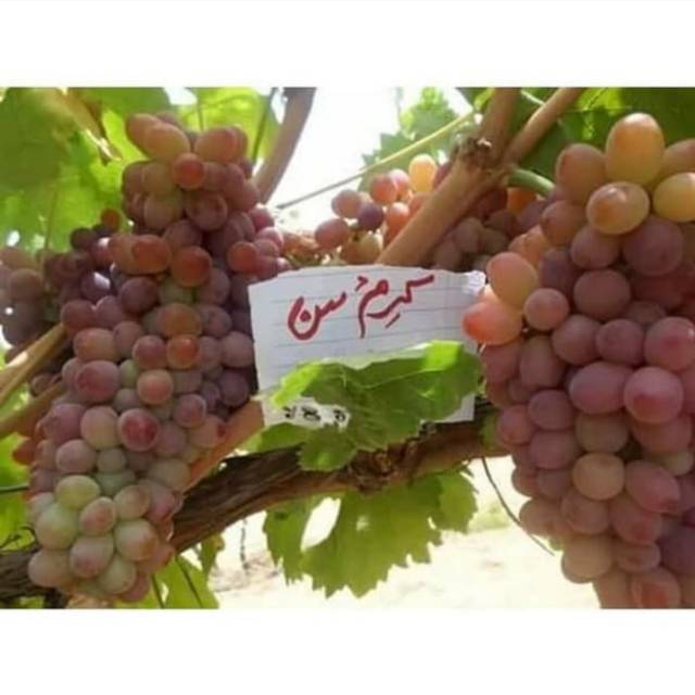 Bibit Anggur Import CRIMSON SEEDLESS