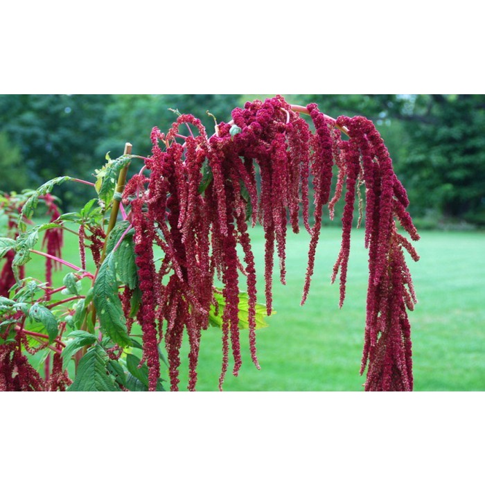 Bibit-Biji Bunga Love Lies Bleeding (Haira Seed)