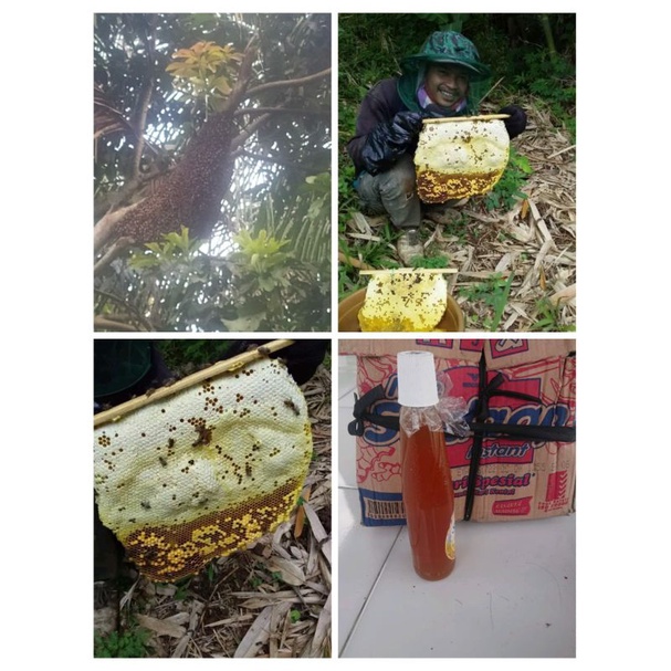 

Madu Murni Hutan 100% Asli