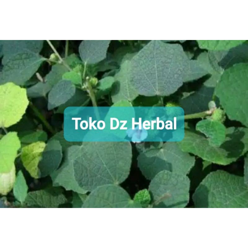 

Paket 500 gram daun pulutan segar-az