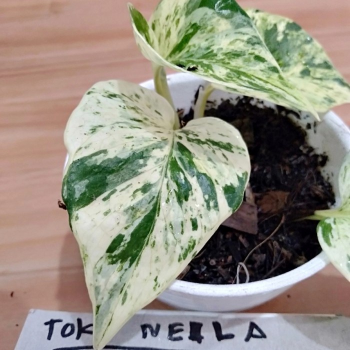 

Bergaransi Sri Gading Variagata Varian #1. (Lupa Id Aslinya) Terlaris