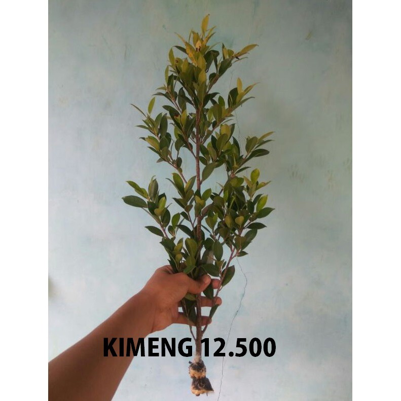 BIBIT BONSAI KIMENG CANGKOK TINGGI 30-50 CM AKAR FULL