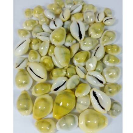 Kewuk Kuning - Kuwuk Gajih - Kerang Congklak isi 100 gram