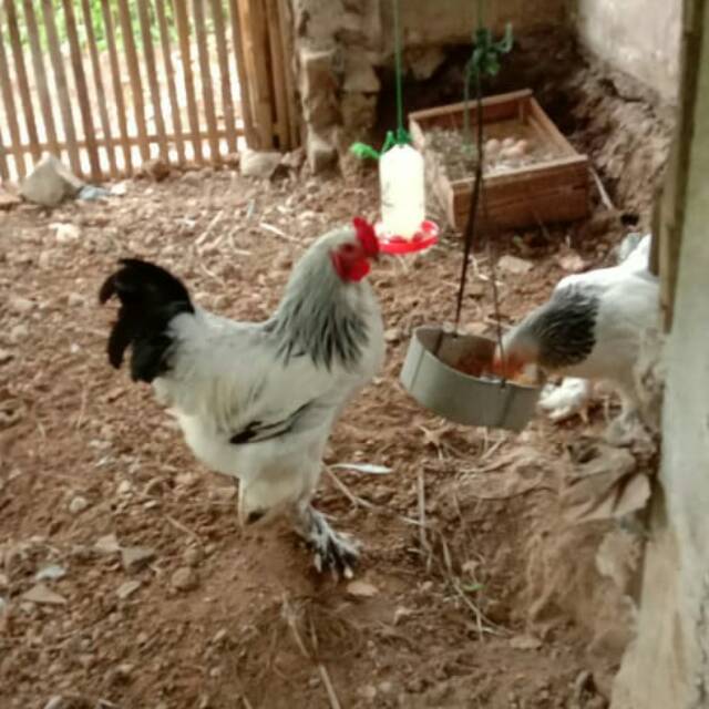 Telur Ayam Brahma Beli Banyak Lebih murah