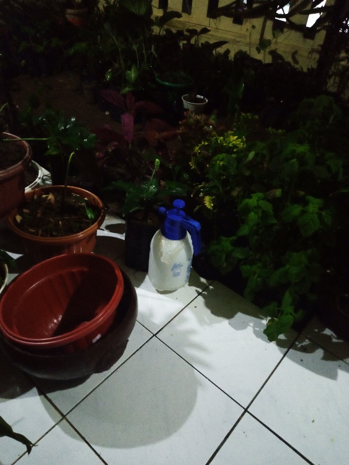 Gergaji Dahan Lengkung/ Graji Kopi/ Bonsai/ Pruning Viper 14/350mm