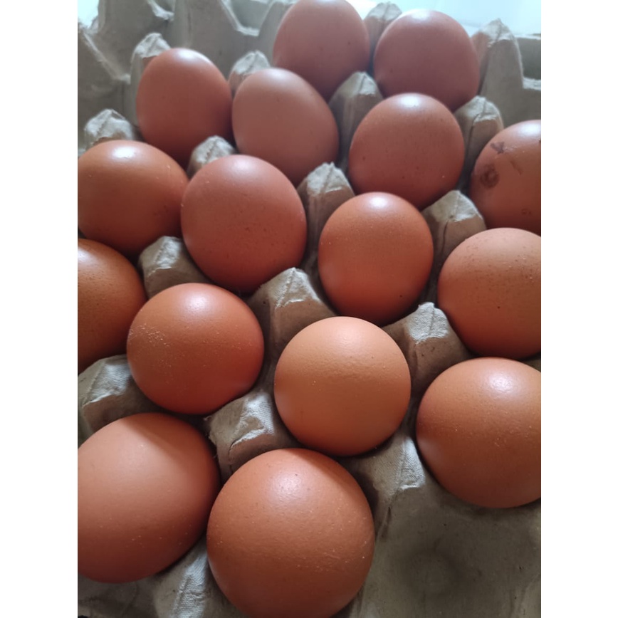 

Telur Ayam Negeri / Horn (10 pcs)