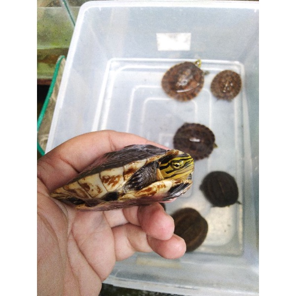 hiasan akuarium ambon ceper