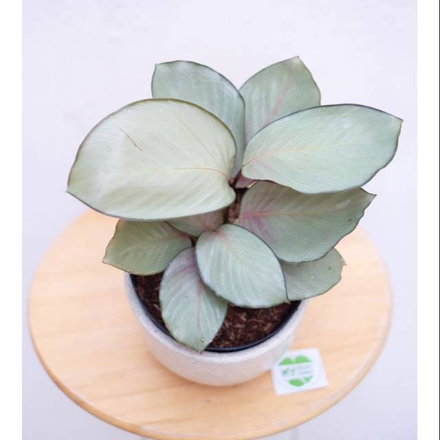  Tanaman  hias calathea  silver  tanaman  calathea  silver  