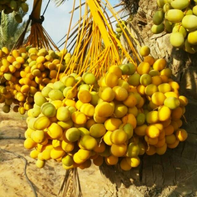 

Kurma muda