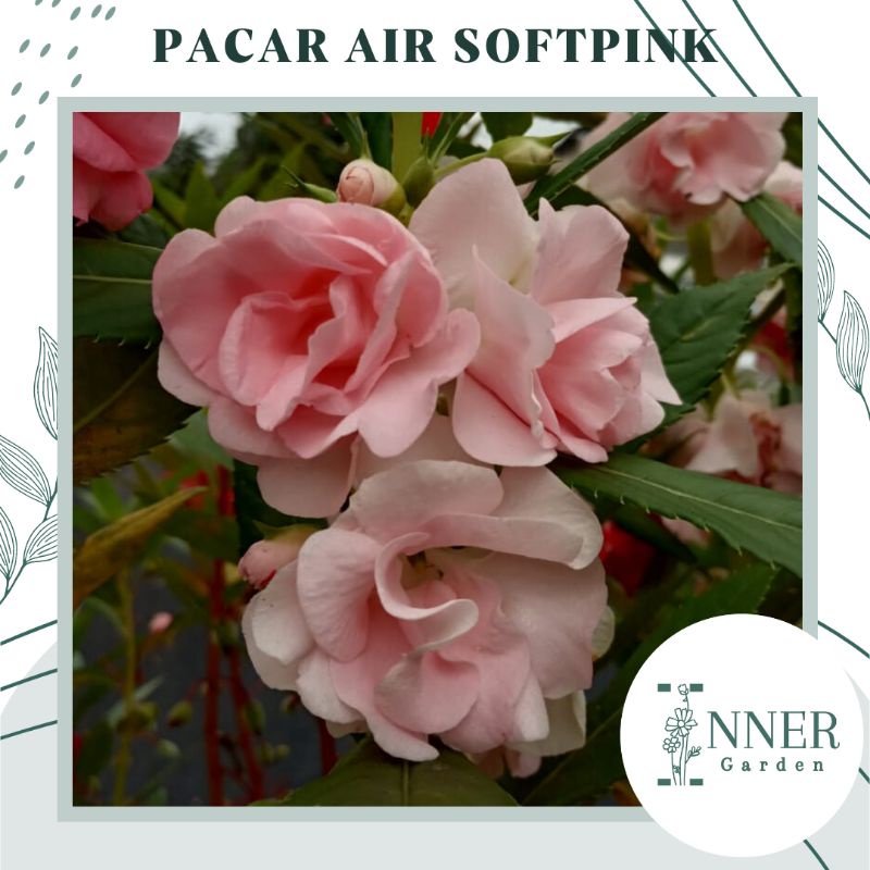 5 Biji Benih Pacar Air Softpink Tumpuk Pink Muda
