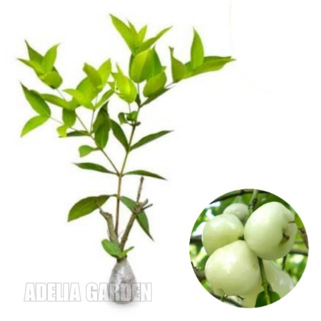 Tanaman Jambu Air Camplong