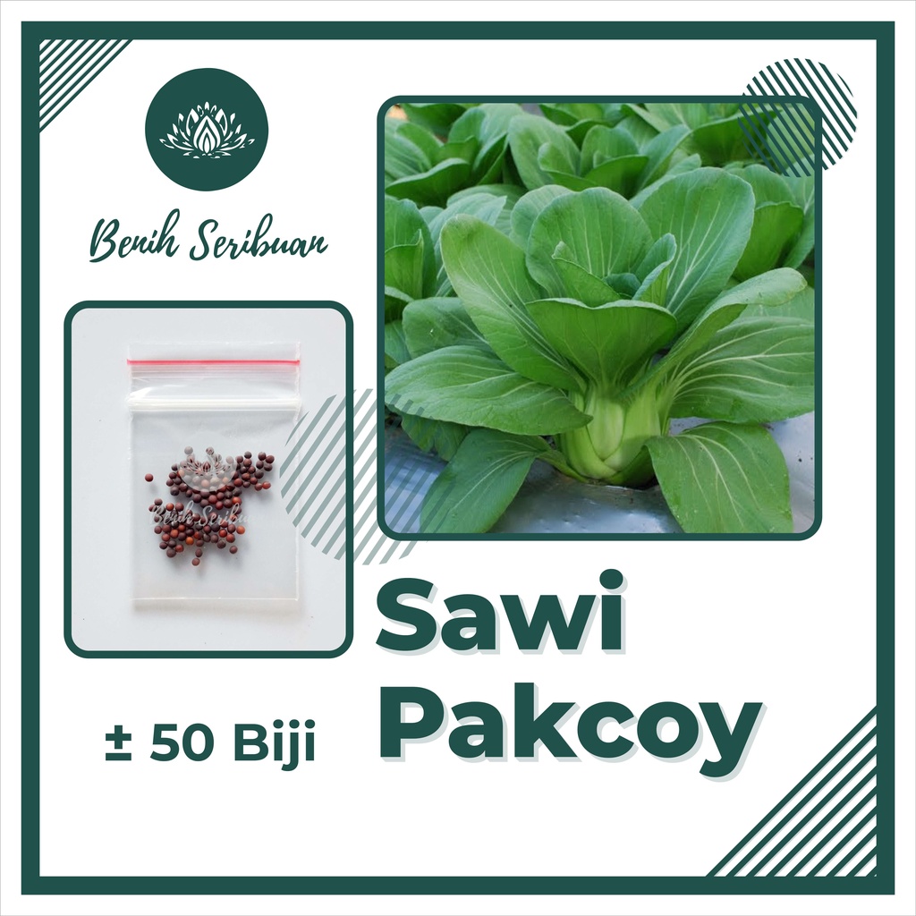 TERMURAH Benih Sayuran Bibit Sayuran Hidroponik Kangkung Bayam Kol Kubis Sayur Sawi Pakcoy Selada-SAWI PAKCOY