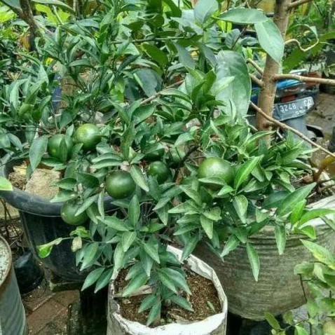 TERLARIS Bibit Tanaman buah Jeruk Santang Madu sudah berbuah