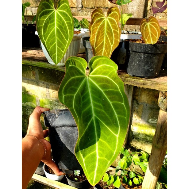 anthurium magnificum ( batang kotak )