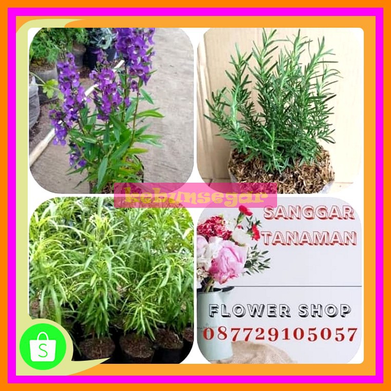 Terbaik/'Tanaman Anti Nyamuk / Paket Hemat Tanaman Anti Nyamuk | Shopee