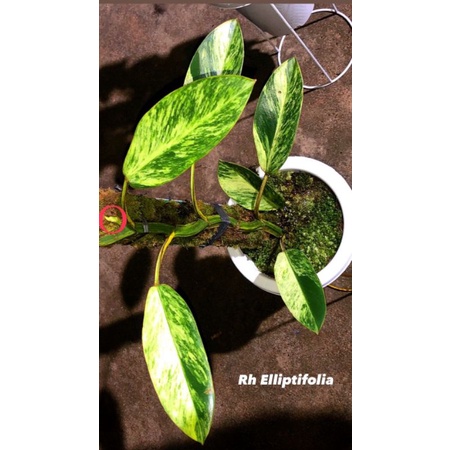 rhaphidophora elliptifolia Variegata varigata Tanaman endemik Kalimantan