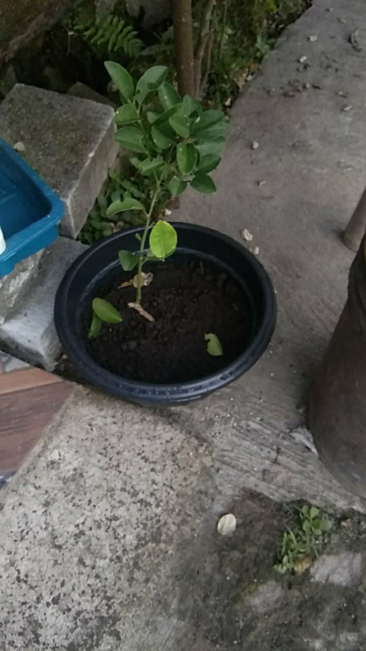 Bibit Buah Jeruk Limo / Limau