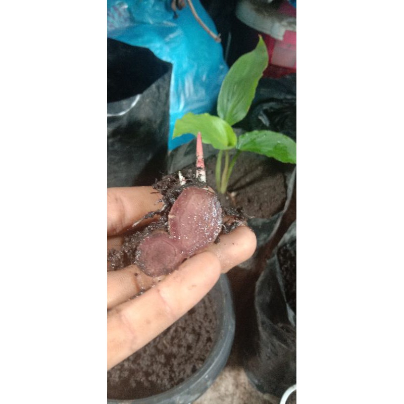 pohon kunyit hitam umur 3 bulan