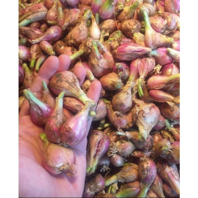 

bawang sumenep mentah 1 kg sayuran segar