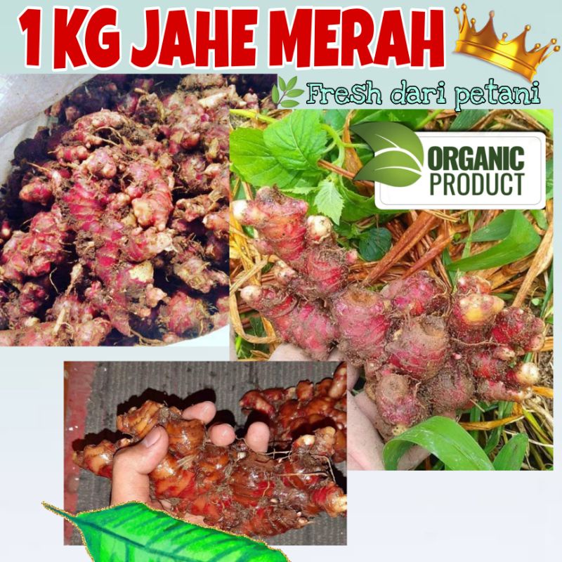 

1KG JAHE MERAH / JAHE MERAH TERMURAH / JAHE MERAH MEDAN / JAHE MERAH JAWA / JAHE