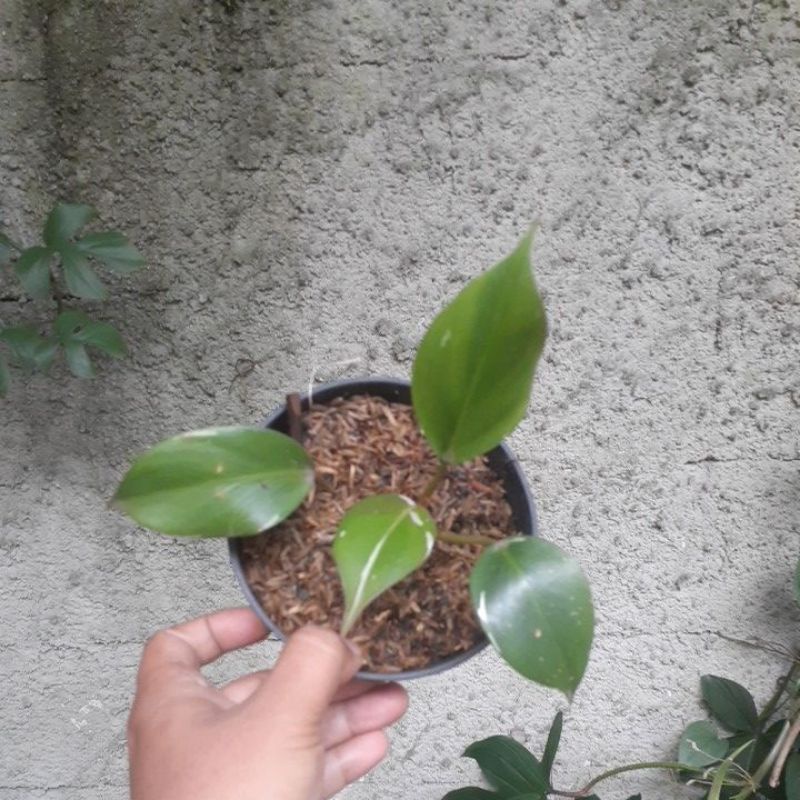 philodendron white knight