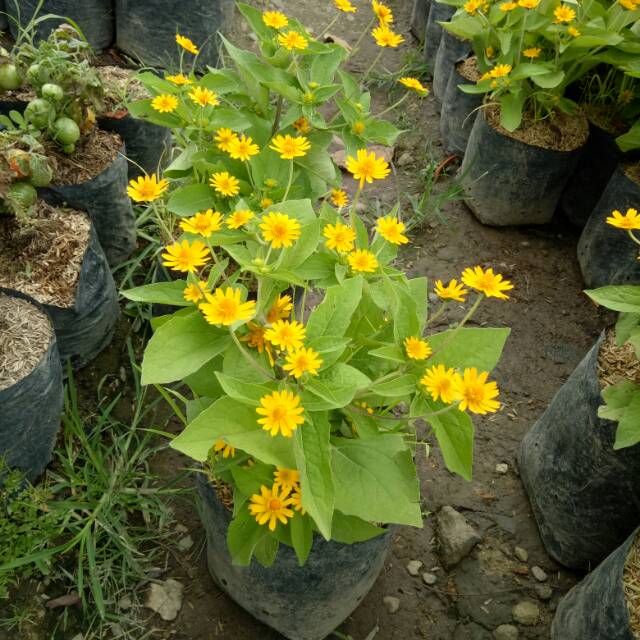 Tanaman Seribu Bintang