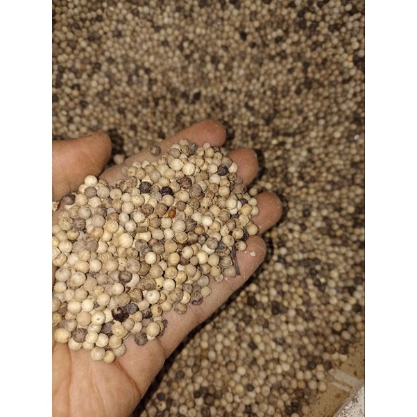 

Lada Bahan 1Kg