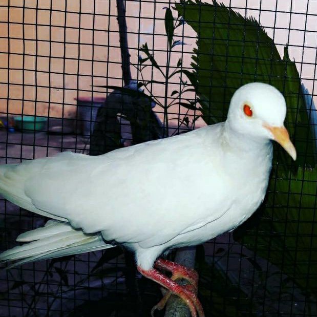 BURUNG PUTER PUTIH MATA MERAH ALBINO