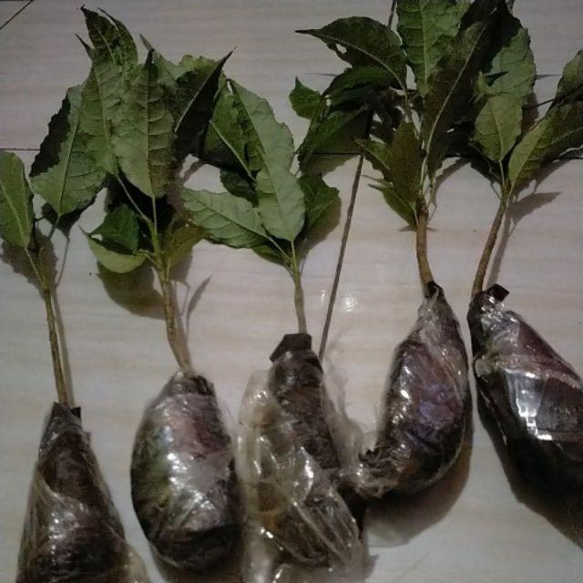 Bibit Tanaman Tabebuya Sakura